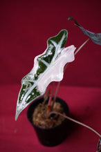 Load image into Gallery viewer, Alocasia Pink Nobilis Exact Plant #1
