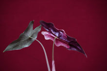Load image into Gallery viewer, Alocasia Pink Nobilis Exact Plant #1
