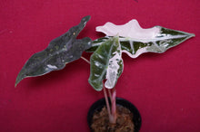 Load image into Gallery viewer, Alocasia Pink Nobilis Exact Plant #1
