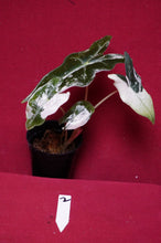 Load image into Gallery viewer, Alocasia Pink Nobilis Exact Plant #2
