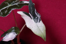 Load image into Gallery viewer, Alocasia Pink Nobilis Exact Plant #2
