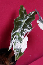 Load image into Gallery viewer, Alocasia Pink Nobilis Exact Plant #2
