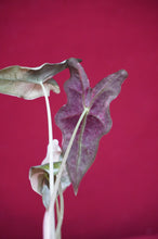 Load image into Gallery viewer, Alocasia Pink Nobilis Exact Plant #2
