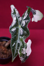 Load image into Gallery viewer, Alocasia Pink Nobilis Exact Plant #2
