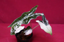 Load image into Gallery viewer, Alocasia Pink Nobilis Exact Plant #2
