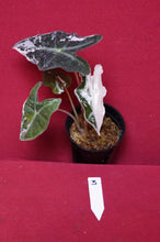Load image into Gallery viewer, Alocasia Pink Nobilis Exact Plant #3
