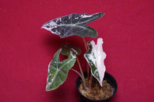 Load image into Gallery viewer, Alocasia Pink Nobilis Exact Plant #3
