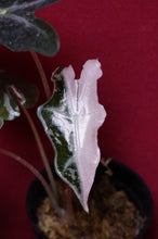 Load image into Gallery viewer, Alocasia Pink Nobilis Exact Plant #3
