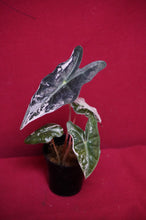 Load image into Gallery viewer, Alocasia Pink Nobilis Exact Plant #3
