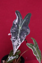Load image into Gallery viewer, Alocasia Pink Nobilis Exact Plant #3
