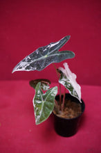 Load image into Gallery viewer, Alocasia Pink Nobilis Exact Plant #3
