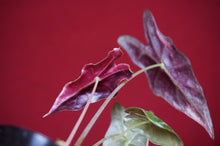 Load image into Gallery viewer, Alocasia Pink Nobilis Exact Plant #3
