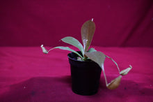 Load image into Gallery viewer, Nepenthes Rafflesiana X Sibuyanensis 2" Pot
