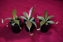 Load image into Gallery viewer, Nepenthes Rafflesiana X Sibuyanensis 2" Pot
