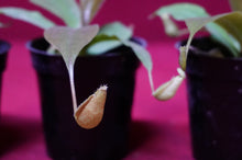 Load image into Gallery viewer, Nepenthes Rafflesiana X Sibuyanensis 2" Pot
