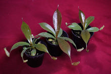 Load image into Gallery viewer, Nepenthes Rafflesiana X Sibuyanensis 2" Pot
