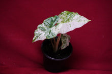 Load image into Gallery viewer, Alocasia Blizzard
