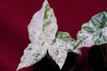 Load image into Gallery viewer, Alocasia Blizzard
