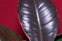 Load image into Gallery viewer, Ficus Elastica Ruby
