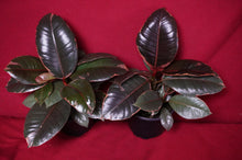 Load image into Gallery viewer, Ficus Elastica Ruby
