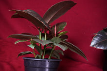 Load image into Gallery viewer, Ficus Elastica Ruby
