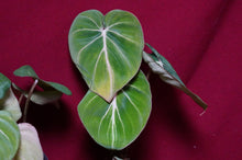 Load image into Gallery viewer, Philodendron Gloriosum
