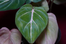 Load image into Gallery viewer, Philodendron Gloriosum
