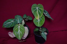 Load image into Gallery viewer, Philodendron Gloriosum
