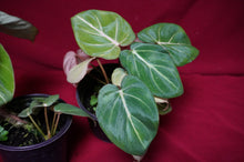 Load image into Gallery viewer, Philodendron Gloriosum
