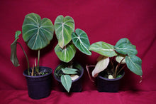 Load image into Gallery viewer, Philodendron Gloriosum
