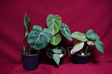 Load image into Gallery viewer, Philodendron Gloriosum
