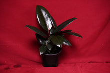 Load image into Gallery viewer, Ficus Elastica Burgundy
