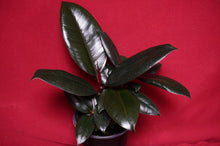 Load image into Gallery viewer, Ficus Elastica Burgundy
