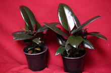 Load image into Gallery viewer, Ficus Elastica Burgundy

