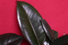 Load image into Gallery viewer, Ficus Elastica Burgundy
