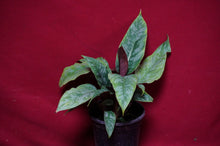 Load image into Gallery viewer, Apoballis Lavallaei Variegated
