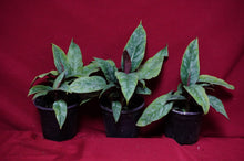 Load image into Gallery viewer, Apoballis Lavallaei Variegated
