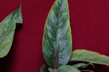 Load image into Gallery viewer, Apoballis Lavallaei Variegated
