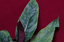 Load image into Gallery viewer, Apoballis Lavallaei Variegated

