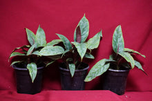 Load image into Gallery viewer, Apoballis Lavallaei Variegated
