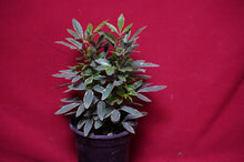Load image into Gallery viewer, Plerandra Elegantissima Bianca Variegated False Aralia
