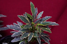 Load image into Gallery viewer, Plerandra Elegantissima Bianca Variegated False Aralia
