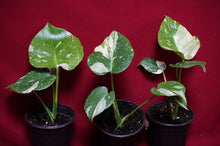Load image into Gallery viewer, Monstera Thai Constellation 4" Pot
