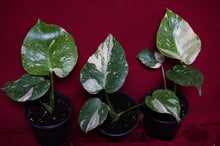 Load image into Gallery viewer, Monstera Thai Constellation 4" Pot
