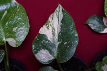 Load image into Gallery viewer, Monstera Thai Constellation 4" Pot
