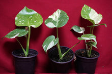 Load image into Gallery viewer, Monstera Thai Constellation 4" Pot
