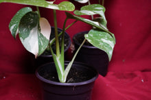 Load image into Gallery viewer, Monstera Thai Constellation 4" Pot
