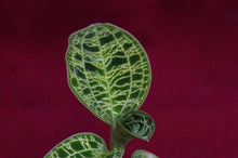 Load image into Gallery viewer, Macodes Petola
