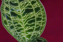 Load image into Gallery viewer, Macodes Petola
