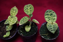 Load image into Gallery viewer, Macodes Petola
